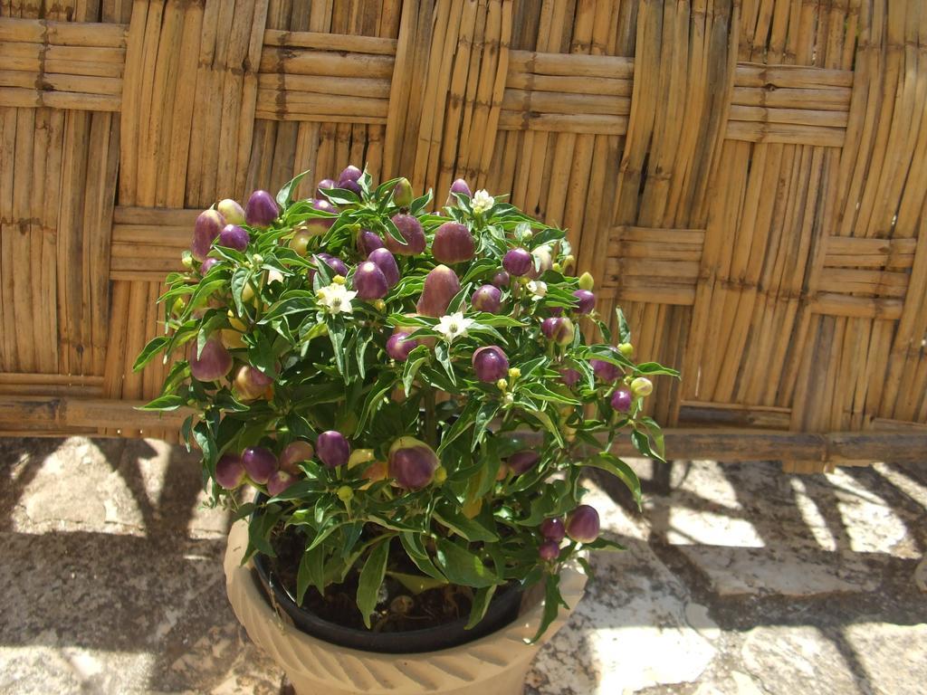 فندق أندرانوفي  Casa Vacanza La Pajara المظهر الخارجي الصورة